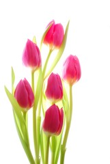 Wall Mural - Close-up of bunch of colorful pink tulips on white background