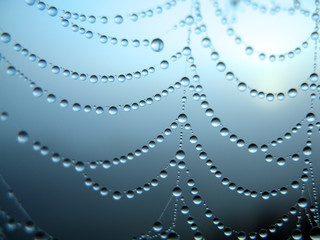 Wall Mural - dew on a web in the early morning