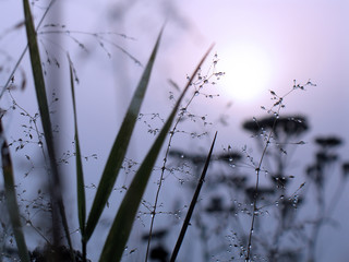 Canvas Print - drops of dew on a grass in a fog