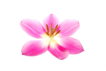 Poster - Close-up of single pink tulip flower on white background