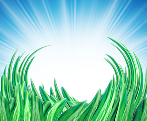 summer background with grass