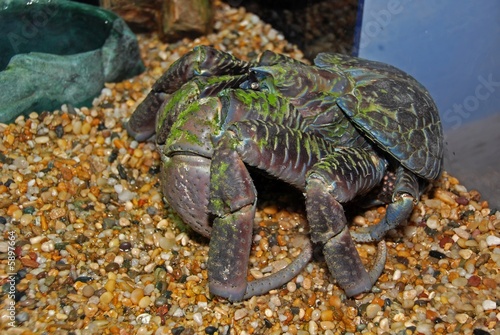 Tapeta ścienna Krab kokosowy w aquqriums