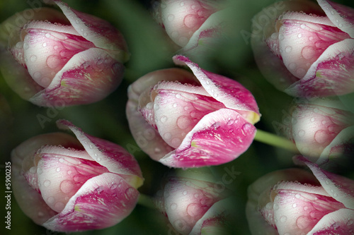 Fleur Tulipe Rose Et Blanche Sur Fond Vert Buy This