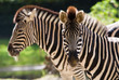 canvas print picture - beautiful zebra