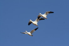 Three Snow Geese In Flight