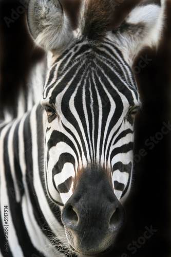 Plakat na papierze fotorealistycznym Zebra
