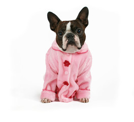 Wall Mural - a boston terrier dressed in a pink coat