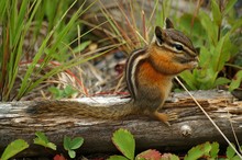 Chipmunk In Forest Environment Sitting On A Log 
