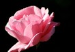 canvas print picture - rosa rose