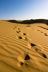 Wall Mural - Footprints in the sand dunes - Thar desert, Rajasthan, India