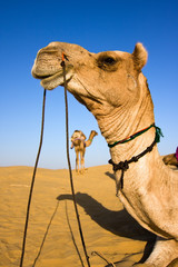 Wall Mural - Head of a camel on safari - Thar desert, Rajasthan, India