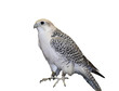 Tundra Falcon