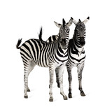 Fototapeta  - Zebra