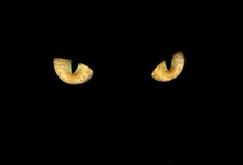 Cat Eyes In Dark