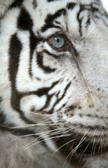 Canvas Print - White tiger (Panthera tigris tigris) eye