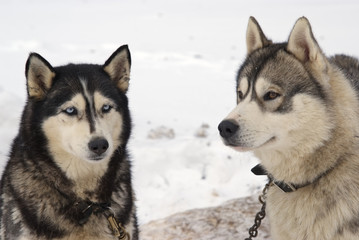 Naklejka na meble Close Up portrait of two Greenland Sledge Dogs