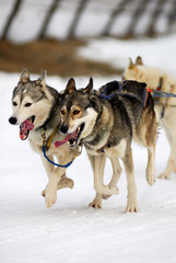Naklejka na meble Chiens de traineaux