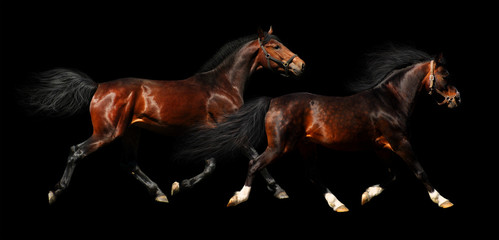 Wall Mural - two stallions trot - isolated on black