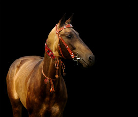 Canvas Print - golden akhal-teke stallion - isolated on black