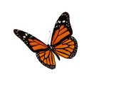 Fototapeta  - Monarch butterfly