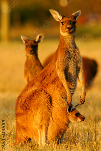 Foto-Lamellenvorhang - Western Grey Kangaroo (von Kitch Bain)