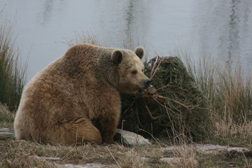 ours brun