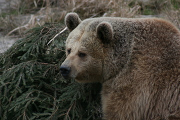ours brun