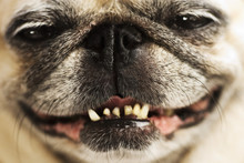 Close Up Of A Smiling Pug