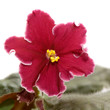 Leinwanddruck Bild - Beautiful flower close up.