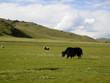 Yak en Mongolie