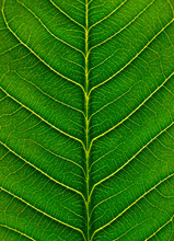 Big  Green Leaf , Macro
