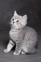 British shorthair kitten