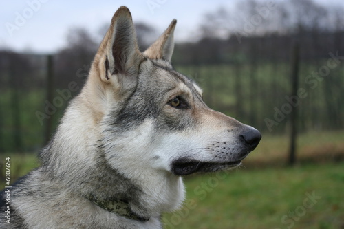Saarloos Wolfhund Stock Foto Adobe Stock