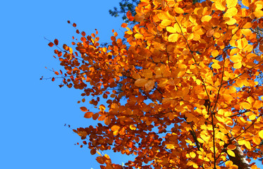top of vivid fall trees against beautiful cloudless blue sky