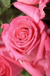 rosa rosen