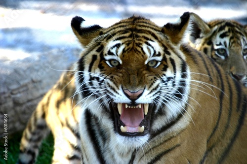 Foto-Flächenvorhang ohne Schienensystem - Tigre (von Stephane Bonnel)