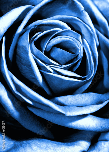 Nowoczesny obraz na płótnie Blue rose close-up shot