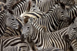 canvas print picture zebras 2