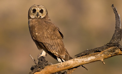 marsh owl
