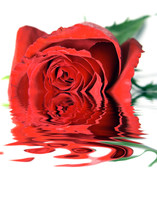 Single Red Rose Reflected On Water