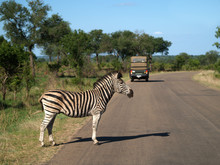 Zebra Crossing Road With Safari Vehicle Behind