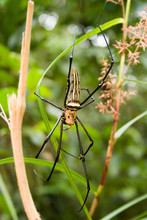 Spider At Bokor National Park