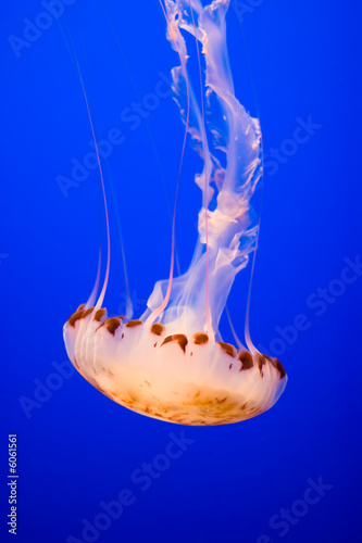 Tapeta ścienna Meduza