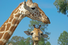 A Mother And Baby Giraffe Together