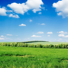 field and blue sky