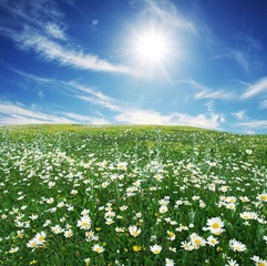 meadow