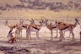 Fototapeta Sawanna - Troupeau de springbok