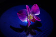 Orchid in the circke of light