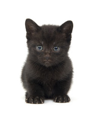 Wall Mural - Black kitten on white background