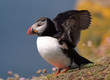 Puffin goitg to fly